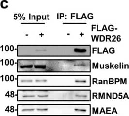 Western Blot: RMND5A Antibody [NBP1-92337] - Characterization of the CTLH complex. (a) Schematic representation of the CTLH complex. The model is adapted from the yeast Gid complex26. Note that the position of muskelin in the complex has not been formally defined. (b) Subunits of the CTLH complex are present in RanBPM immunocomplexes. HEK293 whole cell extracts were incubated with a RanBPM antibody & immunoprecipitated. Immunoprecipitates were analyzed by Western blot with the indicated antibodies. IgG was used as a negative control. (c) WDR26 associates with the CTLH complex. Whole cell extracts were prepared from HeLa cells untransfected (−) or transfected with FLAG-tagged WDR26 (+). FLAG-WDR26 was immunoprecipitated with a FLAG antibody & immunoprecipitates were analyzed by Western blot with the indicated antibodies. (d) GID4 associates with CTLH complex. Whole cell extracts were prepared from HEK293 cells untransfected (−) or transfected with HA tagged GID4 (+). HA-GID4 was immunoprecipitated with an HA antibody & immunoprecipitates were analyzed by Western blot with the indicated antibodies. Image collected & cropped by CiteAb from the following publication (//pubmed.ncbi.nlm.nih.gov/31285494), licensed under a CC-BY license. Not internally tested by Novus Biologicals.