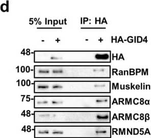 Western Blot: RMND5A Antibody [NBP1-92337] - Characterization of the CTLH complex. (a) Schematic representation of the CTLH complex. The model is adapted from the yeast Gid complex26. Note that the position of muskelin in the complex has not been formally defined. (b) Subunits of the CTLH complex are present in RanBPM immunocomplexes. HEK293 whole cell extracts were incubated with a RanBPM antibody & immunoprecipitated. Immunoprecipitates were analyzed by Western blot with the indicated antibodies. IgG was used as a negative control. (c) WDR26 associates with the CTLH complex. Whole cell extracts were prepared from HeLa cells untransfected (−) or transfected with FLAG-tagged WDR26 (+). FLAG-WDR26 was immunoprecipitated with a FLAG antibody & immunoprecipitates were analyzed by Western blot with the indicated antibodies. (d) GID4 associates with CTLH complex. Whole cell extracts were prepared from HEK293 cells untransfected (−) or transfected with HA tagged GID4 (+). HA-GID4 was immunoprecipitated with an HA antibody & immunoprecipitates were analyzed by Western blot with the indicated antibodies. Image collected & cropped by CiteAb from the following publication (//pubmed.ncbi.nlm.nih.gov/31285494), licensed under a CC-BY license. Not internally tested by Novus Biologicals.