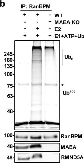 Western Blot: RMND5A Antibody [NBP1-92337] - The CTLH complex has E3 ligase activity. (a) RanBPM immunocomplexes have E3 ligase activity that is dependent on RMND5A. Whole cell extracts prepared from wild type (WT; lanes 3–4) or RMND5A KO (lane 5) HEK293 cells were subjected to immunoprecipitation with a RanBPM antibody or an IgG control, as indicated. Immunoprecipitates were resuspended in an ubiquitination assay master mix & E2 enzyme (UBE2D2) was added (+) or omitted (−), prior to incubation at 37 °C for 30 minutes. Reactions were run on SDS-PAGE gel & fluorescein-ubiquitin was imaged directly on the gel at 800 nm. Shown below is a Western blot analyzing RanBPM & RMND5A presence in the immunoprecipitates. Asterisk indicates a non-specific band. (b) MAEA is required for CTLH complex activity. RanBPM was immunoprecipated from control or MAEA KO HEK293 cells & ubiquitination reactions were carried out as described above. The presence of RanBPM & MAEA in the immunoprecipitates was analyzed by Western blot. Asterisk indicates a non-specific band. Image collected & cropped by CiteAb from the following publication (//pubmed.ncbi.nlm.nih.gov/31285494), licensed under a CC-BY license. Not internally tested by Novus Biologicals.