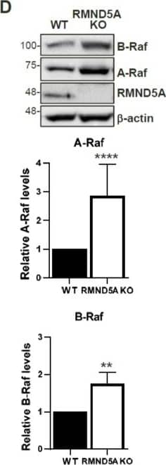 Western Blot: RMND5A Antibody [NBP1-92337] - C-Raf is regulated by the proteasome through the CTLH complex. Non-targeting shRNA control & shRNA RanBPM cells were treated with 10 μM MG132 or DMSO, as vehicle, for 24 h. RIPA buffered whole cell extracts of HeLa (A), & HCT116 (B) were analyzed by Western blot with RanBPM, c-Raf &  beta -actin antibodies to detect RanBPM, c-Raf &  beta -actin proteins, respectively. c-Raf protein levels were normalized to  beta -actin levels. Quantifications of relative c-Raf protein levels are shown with error bars indicating SD (n = 4). * p < 0.05; ** p < 0.01; ns, no significance. (C) c-Raf is ubiquitinated in a CTLH complex-dependent manner. Hela control (WT Hela) & RMND5A KO cells were transfected with GST-delta N-c-Raf and/or HA-Ubiquitin as indicated. GST pull-downs performed using whole cell extracts were analyzed by Western blot with the indicated antibodies. Input represent 5% of the extracts used for pull-down. The asterix (*) indicates a non-specific band (NS). (D) A-Raf & B-Raf expression is increased in RMND5A KO cells. Extracts from HEK293 control & RMND5A CRISPR KO cells were analyzed by Western blot with the indicated antibodies. Quantifications are shown below with error bar indicating SD, n = 8 for A-Raf, **** p < 0.0001 & n = 3 for B-Raf, ** p < 0.01. Image collected & cropped by CiteAb from the following publication (//pubmed.ncbi.nlm.nih.gov/30795516), licensed under a CC-BY license. Not internally tested by Novus Biologicals.