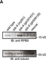 Related to Fig 1Western blot quantification of RPB‐9 expression in wild‐type, rpb‐9 (mj261), and rpb‐9 rescue animals. rpb‐9 alleles gk508135 and gk357431 (Thompson et al, 2013) are additional controls that do not show piRNA sensor desilencing.RPB‐9 domain conservations. Alignments of the RPB‐9 protein to its H. sapiens, D. melanogaster and S. cerevisiae homologs. Positive (NCBI BlastP) amino acids are indicated by “+