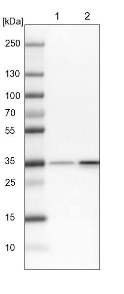 Western Blot RPL5 Antibody - BSA Free