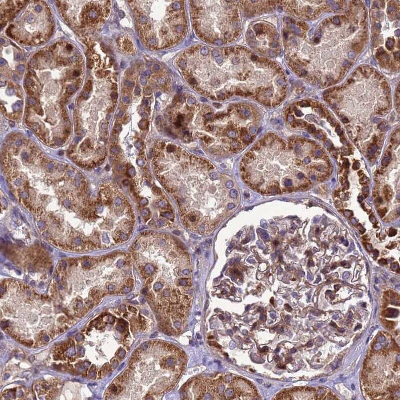 Staining of human kidney shows strong cytoplasmic positivity in renal tubules.