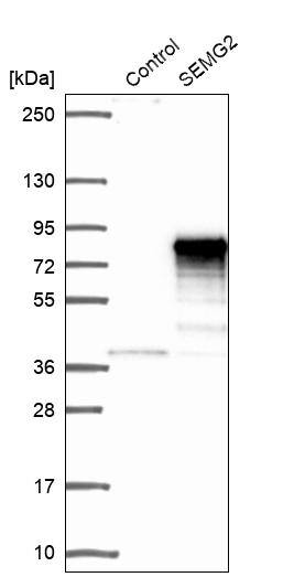 Analysis in control (vector only transfected HEK293T lysate) and SEMG2 over-expression lysate (Co-expressed with a C-terminal myc-DDK tag (~3.1 kDa) in mammalian HEK293T cells).