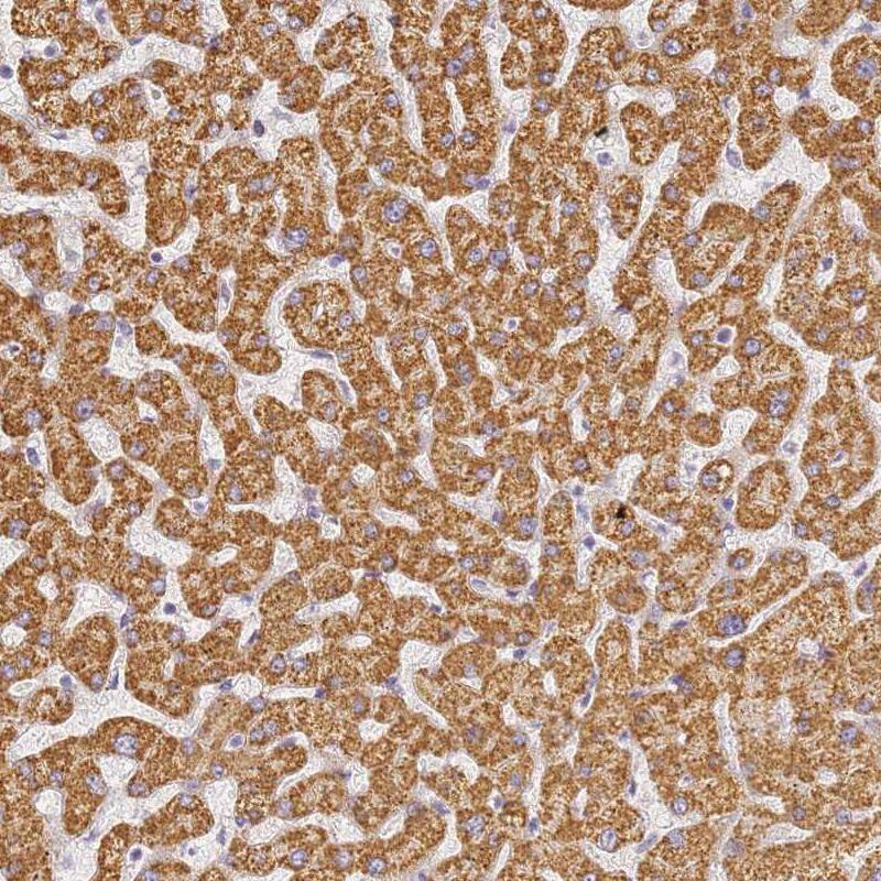 Immunohistochemistry SLC38A9 Antibody - BSA Free