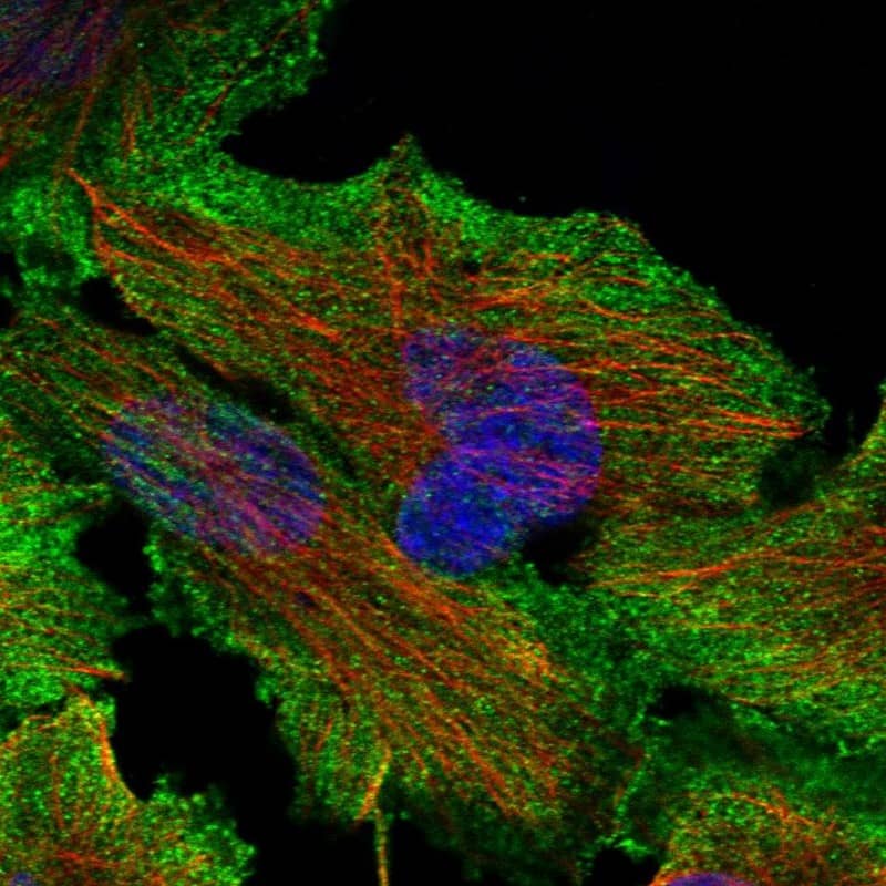 Staining of human cell line U-251 MG shows localization to plasma membrane, cytosol & actin filaments.