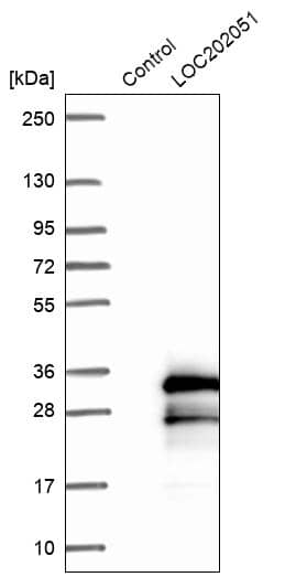 Western Blot SPATA24 Antibody - BSA Free