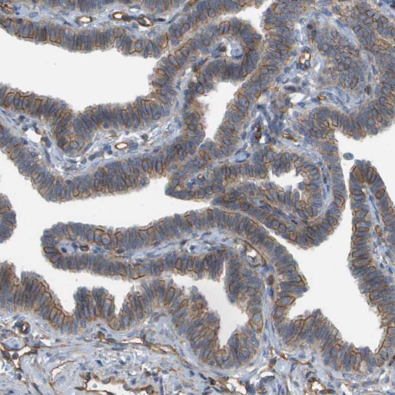 Staining of human Fallopian tube shows weak membranous positivity in glandular cells.