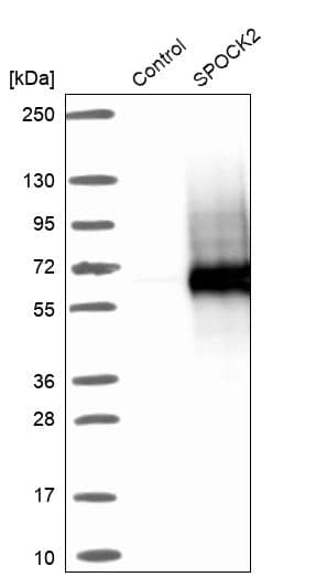 Analysis in control (vector only transfected HEK293T lysate) and SPOCK2 over-expression lysate (Co-expressed with a C-terminal myc-DDK tag (~3.1 kDa) in mammalian HEK293T cells).