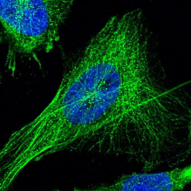 Immunocytochemistry/ Immunofluorescence TSPAN33 Antibody - BSA Free