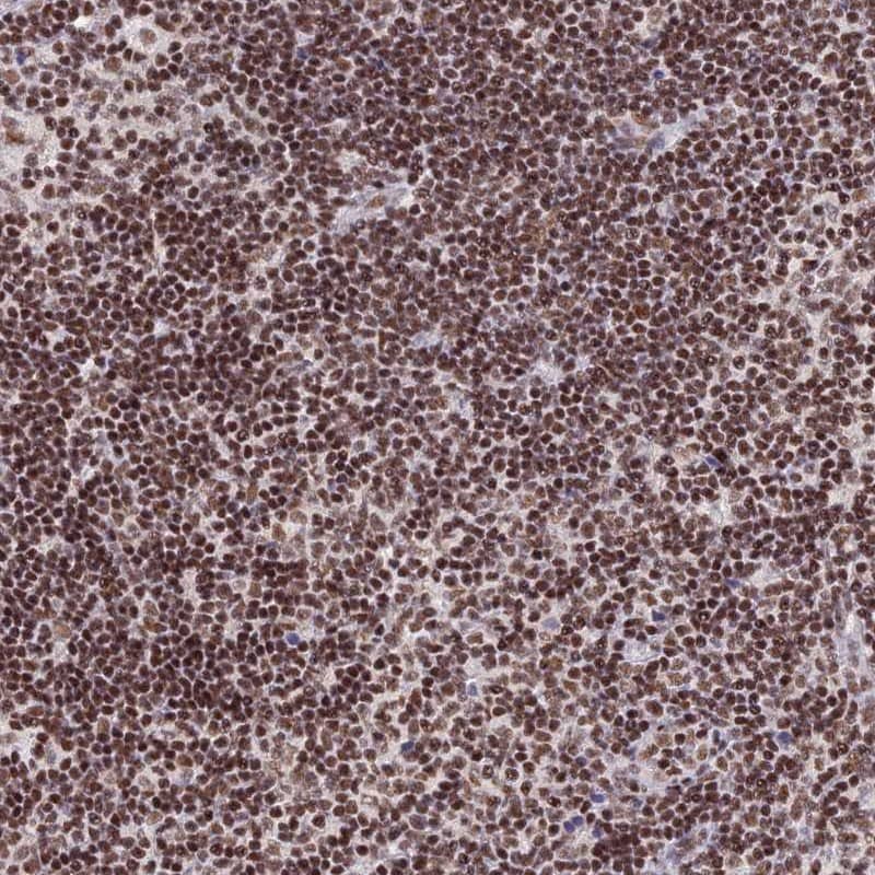 Staining of human lymph node shows strong nuclear positivity in non-germinal center cells.