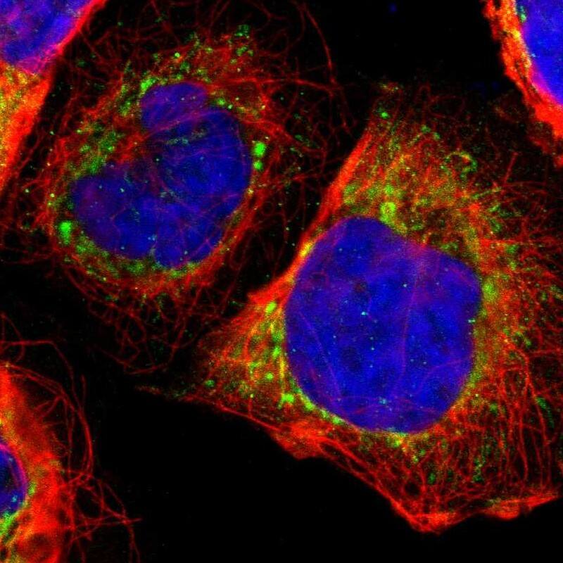 Staining of human cell line A-431 shows localization to mitochondria.