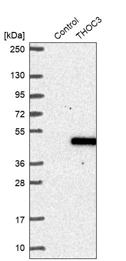 Western Blot THOC3 Antibody - BSA Free