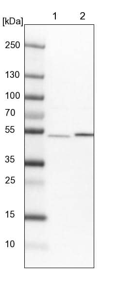 Lane 1: NIH-3T3 cell lysate (Mouse embryonic fibroblast cells)Lane 2: NBT-II cell lysate (Rat Wistar bladder tumour cells)