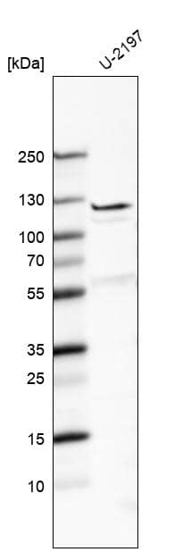 Western Blot Fibulin 7 Antibody - BSA Free