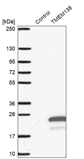 Analysis in control (vector only transfected HEK293T lysate) and TMEM138 over-expression lysate (Co-expressed with a C-terminal myc-DDK tag (~3.1 kDa) in mammalian HEK293T cells).