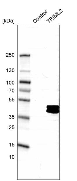 Analysis in control (vector only transfected HEK293T lysate) and TRIML2 over-expression lysate (Co-expressed with a C-terminal myc-DDK tag (~3.1 kDa) in mammalian HEK293T cells).