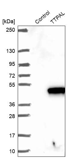 Analysis in control (vector only transfected HEK293T lysate) and TTPAL over-expression lysate (Co-expressed with a C-terminal myc-DDK tag (~3.1 kDa) in mammalian HEK293T cells).