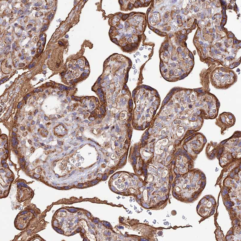 Staining of human placenta shows strong granular cytoplasmic positivity in trophoblastic cells.