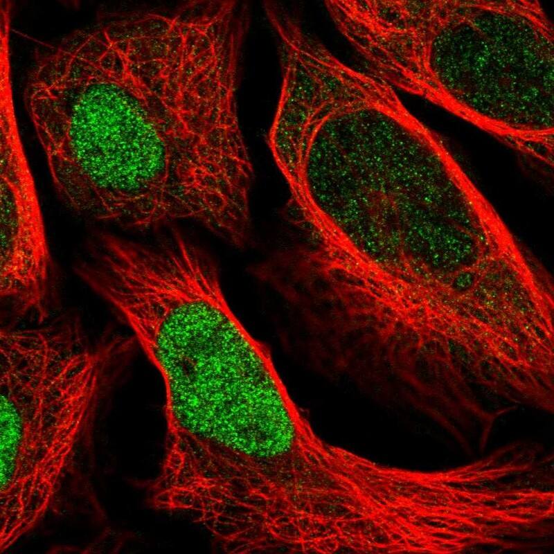 Staining of human cell line U-2 OS shows localization to nucleoplasm.