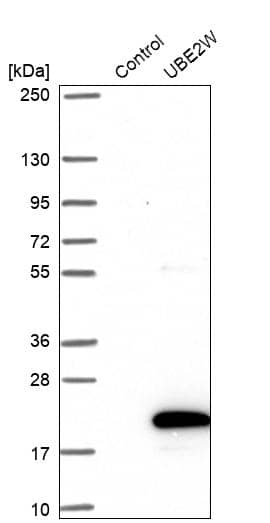 Western Blot UBE2W Antibody - BSA Free