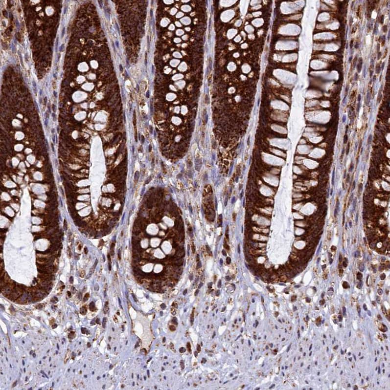 Staining of human rectum shows strong positivity in cytoplasm in glandular cells.