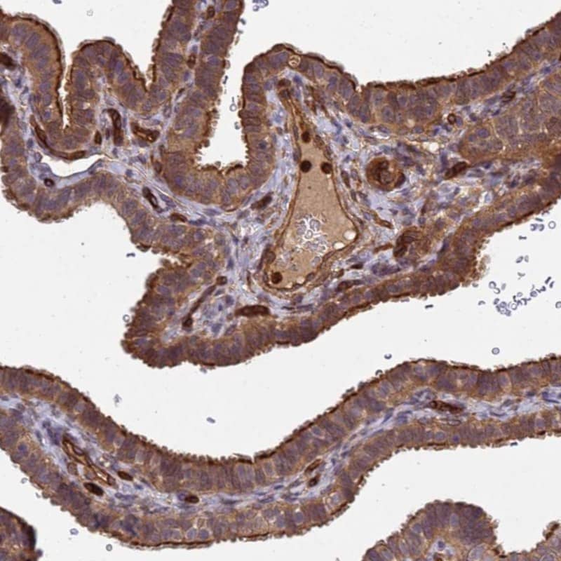 Staining of human fallopian tube shows strong cytoplasmic and membranous positivity in glandular cells.