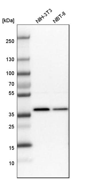 Analysis in mouse cell line NIH-3T3 and rat cell line NBT-II.