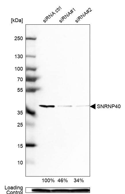 Western Blot WDR57 Antibody - BSA Free