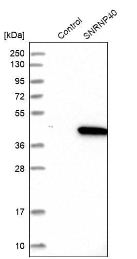 Western Blot WDR57 Antibody - BSA Free