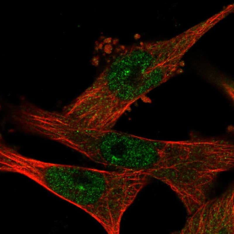 Staining of human cell line U-251 MG shows localization to nucleoplasm, nuclear bodies & cytosol.