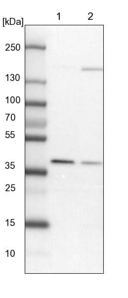 Western Blot WDR92 Antibody - BSA Free