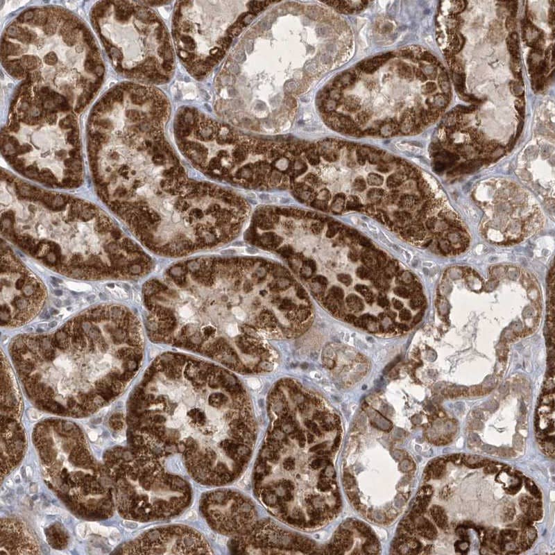 Staining of human kidney shows strong cytoplasmic positivity in tubular cells.