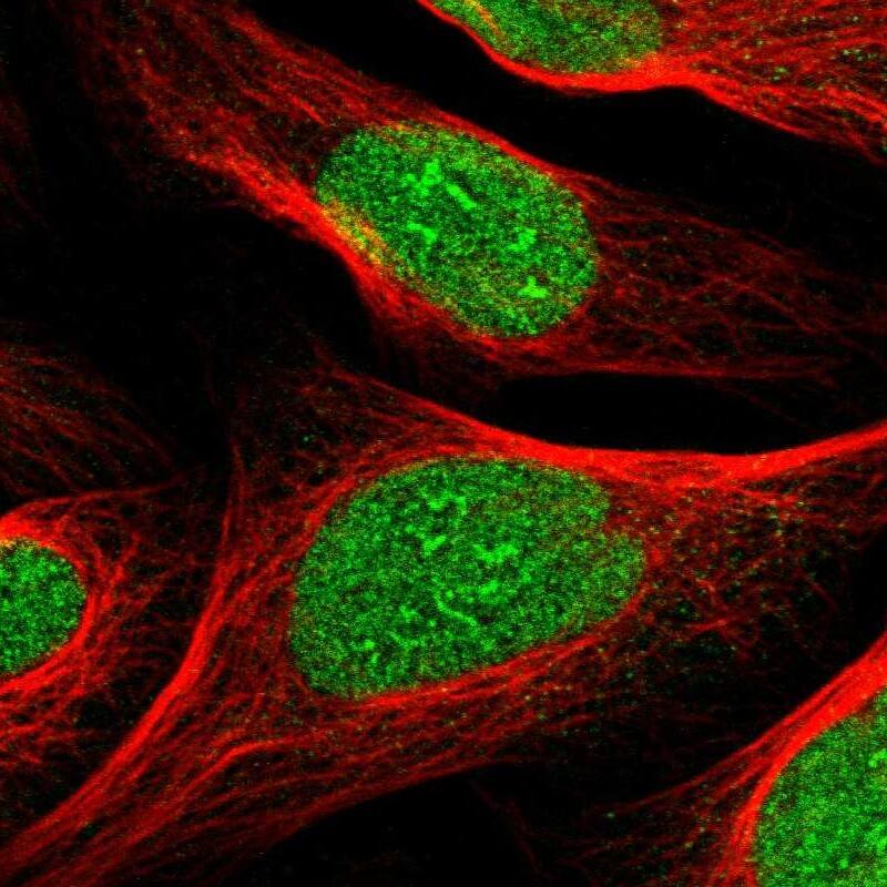Staining of human cell line U-2 OS shows localization to nucleus & nucleoli.