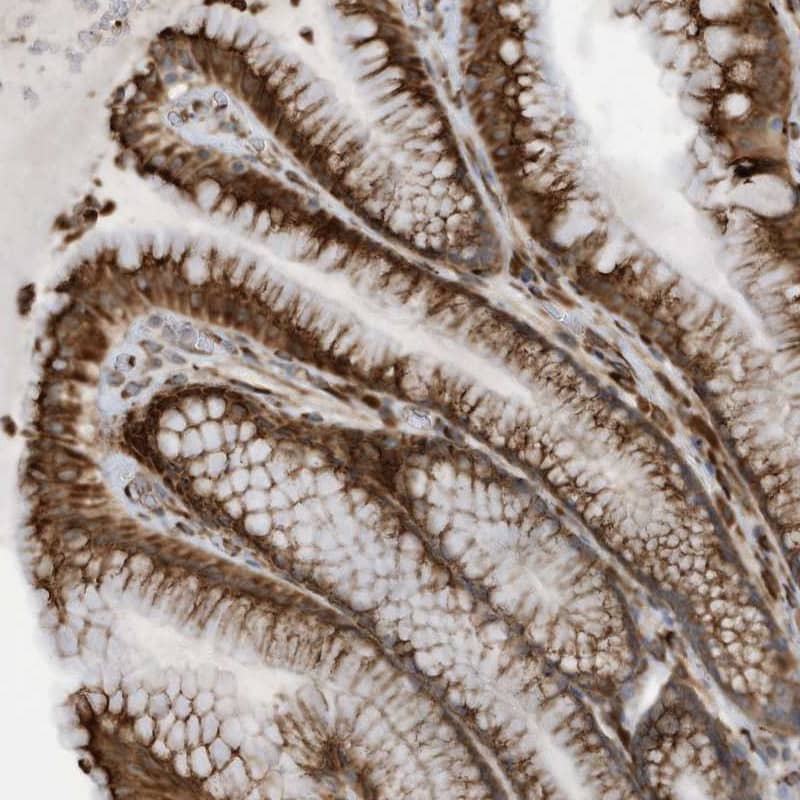 Staining of human stomach shows strong cytoplasmic positivity in glandular cells.