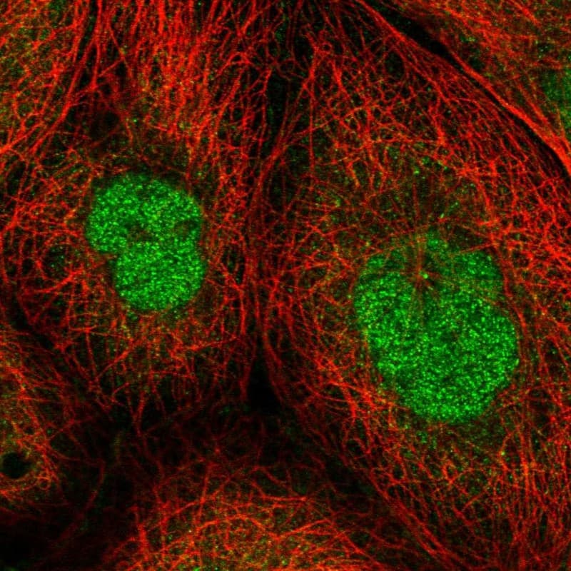 Immunocytochemistry/ Immunofluorescence ZNF509 Antibody - BSA Free