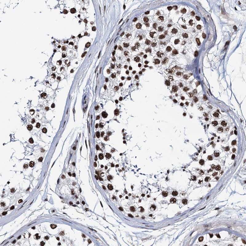 Staining of human testis shows nuclear positivity in cells in seminiferous ducts.