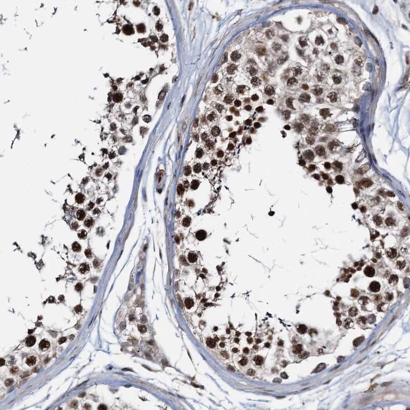 Staining of human testis shows strong nuclear positivity in cells in seminiferous ducts.