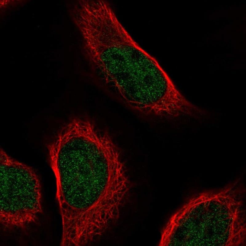 Staining of human cell line U-2 OS shows localization to nucleoplasm.