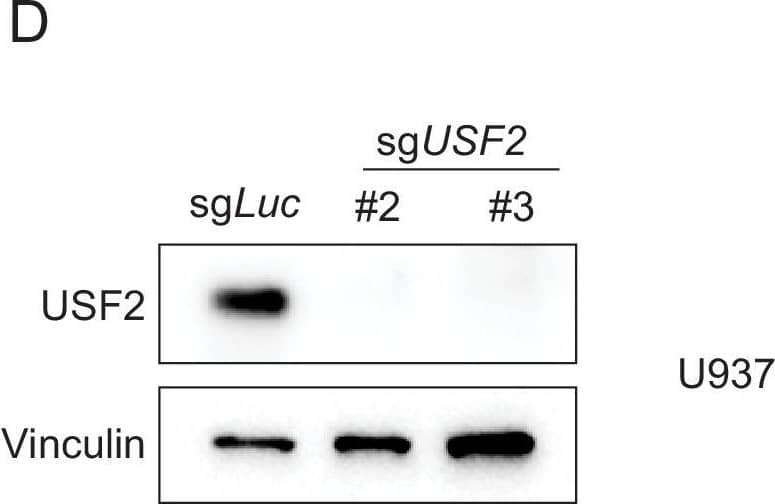 Western Blot: USF2 Antibody [NBP1-92649] - USF2 depletion in non-MLLr leukemia cells.(A) Q-PCR was performed to validate the transcriptional impact of HOXA9 upon USF2 targeting by two sgRNAs (sgUSF2#2 & sgUSF2#3) in OCI-AML3 cells. Immunoblotting confirmed the complete depletion of USF2. (B) Immunoblotting confirmed the complete depletion of USF2 in OCI-AML3 cells upon USF2 targeting by a sgRNA. (C) Q-PCR was performed to validate the transcriptional impact of HOXA9 upon USF2 targeting by two sgRNAs (sgUSF2#2 & sgUSF2#3) in U937 cells. Immunoblotting confirmed the complete depletion of USF2. (D) Immunoblotting confirmed the complete depletion of USF2 in U937 cells upon USF2 targeting by a sgRNA. Image collected & cropped by CiteAb from the following publication (//pubmed.ncbi.nlm.nih.gov/33001025), licensed under a CC-BY license. Not internally tested by Novus Biologicals.