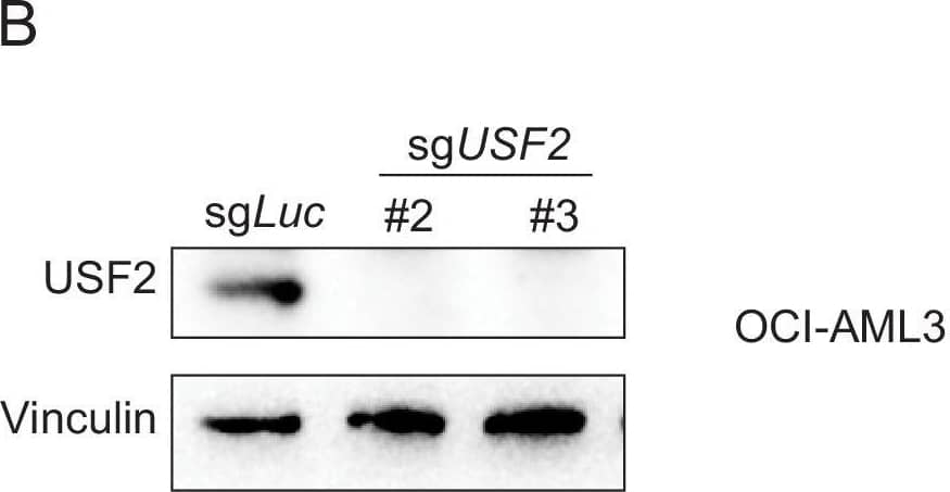 Western Blot: USF2 Antibody [NBP1-92649] - USF2 depletion in non-MLLr leukemia cells.(A) Q-PCR was performed to validate the transcriptional impact of HOXA9 upon USF2 targeting by two sgRNAs (sgUSF2#2 & sgUSF2#3) in OCI-AML3 cells. Immunoblotting confirmed the complete depletion of USF2. (B) Immunoblotting confirmed the complete depletion of USF2 in OCI-AML3 cells upon USF2 targeting by a sgRNA. (C) Q-PCR was performed to validate the transcriptional impact of HOXA9 upon USF2 targeting by two sgRNAs (sgUSF2#2 & sgUSF2#3) in U937 cells. Immunoblotting confirmed the complete depletion of USF2. (D) Immunoblotting confirmed the complete depletion of USF2 in U937 cells upon USF2 targeting by a sgRNA. Image collected & cropped by CiteAb from the following publication (//pubmed.ncbi.nlm.nih.gov/33001025), licensed under a CC-BY license. Not internally tested by Novus Biologicals.