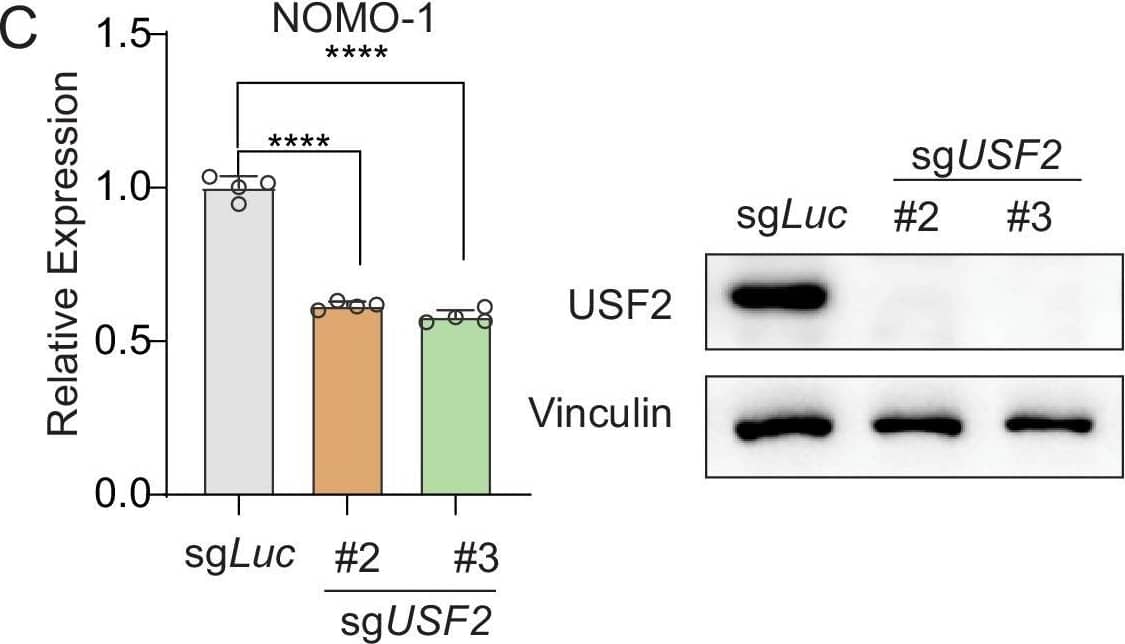 Western Blot: USF2 Antibody [NBP1-92649] - USF2 depletion in MLLr leukemia cells.(A) Flow cytometry analysis was performed on the HOXA9P2A-mCherry SEM cells targeted with lentiviral Cas9 & sgRNAs against USF1, USF2, & USF1/2 (DKO). (B) Q-PCR was performed to validate the transcriptional regulation of HOXA9 upon USF2 targeting by two sgRNAs (sgUSF2#2 & sgUSF2#3) in OCI-AML2 cells. Immunoblotting confirmed the complete depletion of USF2. (C) Q-PCR was performed to validate the transcriptional regulation of HOXA9 upon USF2 targeting by two sgRNAs (sgUSF2#2 & sgUSF2#3) in NOMO-1 cells. Immunoblotting confirmed the complete depletion of USF2. (D) Immunoblotting confirmed the complete depletion of USF1 in SEM cells upon USF1 targeting by a sgRNA. (E) Immunoblotting confirmed the complete depletion of USF1 in OCI-AML2 cells upon USF1 targeting by a sgRNA. (F) Immunoblotting confirmed the complete depletion of USF2 in MOLM13 cells USF2 targeting by two sgRNAs (sgUSF2#2 & sgUSF2#3). (G) Competitive proliferation assay was conducted by infecting MOLM13Cas9 cells with Lentiviral-mCherry-sgRNAs against luciferase (sgLuc) & USF2 (sgUSF2#2, 2#3 & 2#5) at about 50% efficiency. The mCherry% was quantified at days 0, 3, 7, 11, 15, 19, & 23 by flow cytometry to evaluate the growth disadvantage. A guide RNA targeting the survival essential gene RPS19 was included as a positive control for Cas9 activity. Guide RNAs targeting Luciferase gene (sgLuc) & the human ROSA26 gene (sgROSA26) were included as negative controls. Image collected & cropped by CiteAb from the following publication (//pubmed.ncbi.nlm.nih.gov/33001025), licensed under a CC-BY license. Not internally tested by Novus Biologicals.