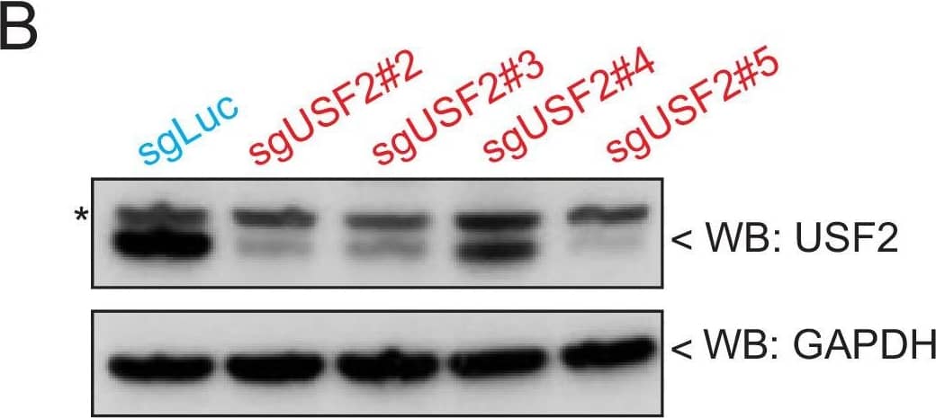 Western Blot: USF2 Antibody [NBP1-92649] - USF2 is required to maintain HOXA9 expression in MLLr leukemia.(A) Flow cytometry analysis was performed at day 8 on the HOXA9P2A-mCherry cells targeted with lentiviral Cas9 & four sgRNAs against USF2. The sgENL-targeted cells were used as positive controls while sgLuc targeted cells were used as negative controls. (B) Q-PCR analysis was conducted on the USF2-targeted cells to monitor the reduction of HOXA9. The sgENL targeted cells were used as positive controls while sgLuc-targeted cells were used as negative controls. Data shown are means ± SEM from three independent experiments. *p<0.05, **p<0.01, ***p<0.001, two-tailed Student’s t test. (C) Immunoblotting of USF2 in USF2 sgRNAs targeted cells. '*' denoted non-specific bands. (D) USF2 occupancy changes in sgLuc & sgUSF2-targeted SEM cells were characterized in HOXA9 locus (A1, HOXA1; AS3, HOXA-AS3; A7, HOXA7; A9, HOXA9).Time-course knock-down of USF2 & consequent HOXA9 expression analysis.Flow cytometry analysis was performed at day 0, 4, 6, 8, & 11 on the HOXA9P2A-mCherry cells targeted with lentiviral Cas9 & four sgRNAs against USF2. The sgLuc- & sgRosa26-targeted cells were included as negative controls. Image collected & cropped by CiteAb from the following publication (//pubmed.ncbi.nlm.nih.gov/33001025), licensed under a CC-BY license. Not internally tested by Novus Biologicals.