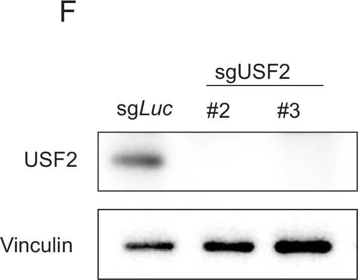 Western Blot: USF2 Antibody [NBP1-92649] - USF2 depletion in MLLr leukemia cells.(A) Flow cytometry analysis was performed on the HOXA9P2A-mCherry SEM cells targeted with lentiviral Cas9 & sgRNAs against USF1, USF2, & USF1/2 (DKO). (B) Q-PCR was performed to validate the transcriptional regulation of HOXA9 upon USF2 targeting by two sgRNAs (sgUSF2#2 & sgUSF2#3) in OCI-AML2 cells. Immunoblotting confirmed the complete depletion of USF2. (C) Q-PCR was performed to validate the transcriptional regulation of HOXA9 upon USF2 targeting by two sgRNAs (sgUSF2#2 & sgUSF2#3) in NOMO-1 cells. Immunoblotting confirmed the complete depletion of USF2. (D) Immunoblotting confirmed the complete depletion of USF1 in SEM cells upon USF1 targeting by a sgRNA. (E) Immunoblotting confirmed the complete depletion of USF1 in OCI-AML2 cells upon USF1 targeting by a sgRNA. (F) Immunoblotting confirmed the complete depletion of USF2 in MOLM13 cells USF2 targeting by two sgRNAs (sgUSF2#2 & sgUSF2#3). (G) Competitive proliferation assay was conducted by infecting MOLM13Cas9 cells with Lentiviral-mCherry-sgRNAs against luciferase (sgLuc) & USF2 (sgUSF2#2, 2#3 & 2#5) at about 50% efficiency. The mCherry% was quantified at days 0, 3, 7, 11, 15, 19, & 23 by flow cytometry to evaluate the growth disadvantage. A guide RNA targeting the survival essential gene RPS19 was included as a positive control for Cas9 activity. Guide RNAs targeting Luciferase gene (sgLuc) & the human ROSA26 gene (sgROSA26) were included as negative controls. Image collected & cropped by CiteAb from the following publication (//pubmed.ncbi.nlm.nih.gov/33001025), licensed under a CC-BY license. Not internally tested by Novus Biologicals.