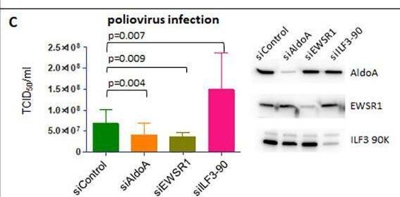 Effects of siRNA-mediated knockdown of expression of AldoA, EWSR1 and ILF3-90 on enterovirus replication.A, B. HeLa cells were transfected with siRNAs specific to AldoA, EWSR1 and 90KDa isoform of ILF3, or non-targeting control siRNA, and polio or Coxsakie B3 replicon replication assays were performed 72 h post siRNA transfection. The total replication signal was calculated as the area under the corresponding kinetics curves. Cell viability signal is proportional to the level of ATP in cells. Western blots show the efficacy of siRNA-mediated knockdown of the targeted proteins. C. HeLa cells were transfected with siRNAs specific to AldoA, EWSR1 and 90KDa isoform of ILF3, or non-targeting control siRNA. 72 h post siRNA transfection cells were infected with an MOI of 1 PFU/cell of poliovirus or Coxsackie virus B3, and the total virus yield was determined at 6 h p. i. Western blots show the efficacy of siRNA-mediated knockdown of the targeted proteins. D. HeLa cells were transfected with siRNAs specific to 90KDa isoform of ILF3 or EWSR1 or a non-targeting control siRNA. 72h post siRNA transfection, the cells were transfected with a replication-defective replicon RNA containing the  delta 3D mutation. The total translation signal was calculated as the area ander the curve from 1 to 4 h post  delta 3D RNA transfection. Western blots show the efficacy of siRNA-mediated knockdown of the targeted proteins. E. HeLa cells were transfected with siRNAs specific to AldoA, EWSR1 and 90KDa isoform of ILF3, or non-targeting control siRNA, and cell viability assays detecting the level of ATP or the activity of the mitochondrial respiratory chain enzymes were performed 72h post siRNA transfection. Western blots show the efficacy of siRNA-mediated knockdown of the targeted proteins. Image collected and cropped by CiteAb from the following open publication (//pubmed.ncbi.nlm.nih.gov/36306280), licensed under a CC-BY license. Not internally tested by Novus Biologicals.