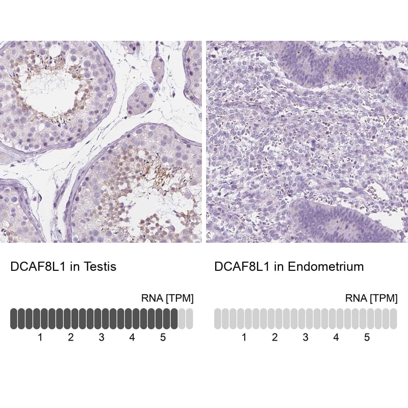 Analysis in human testis and endometrium tissues using Anti-DCAF8L1 antibody. Corresponding DCAF8L1 RNA-seq data are presented for the same tissues.