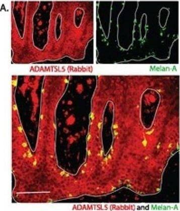 Immunocytochemistry/ Immunofluorescence ADAMTSL5 Antibody - BSA Free