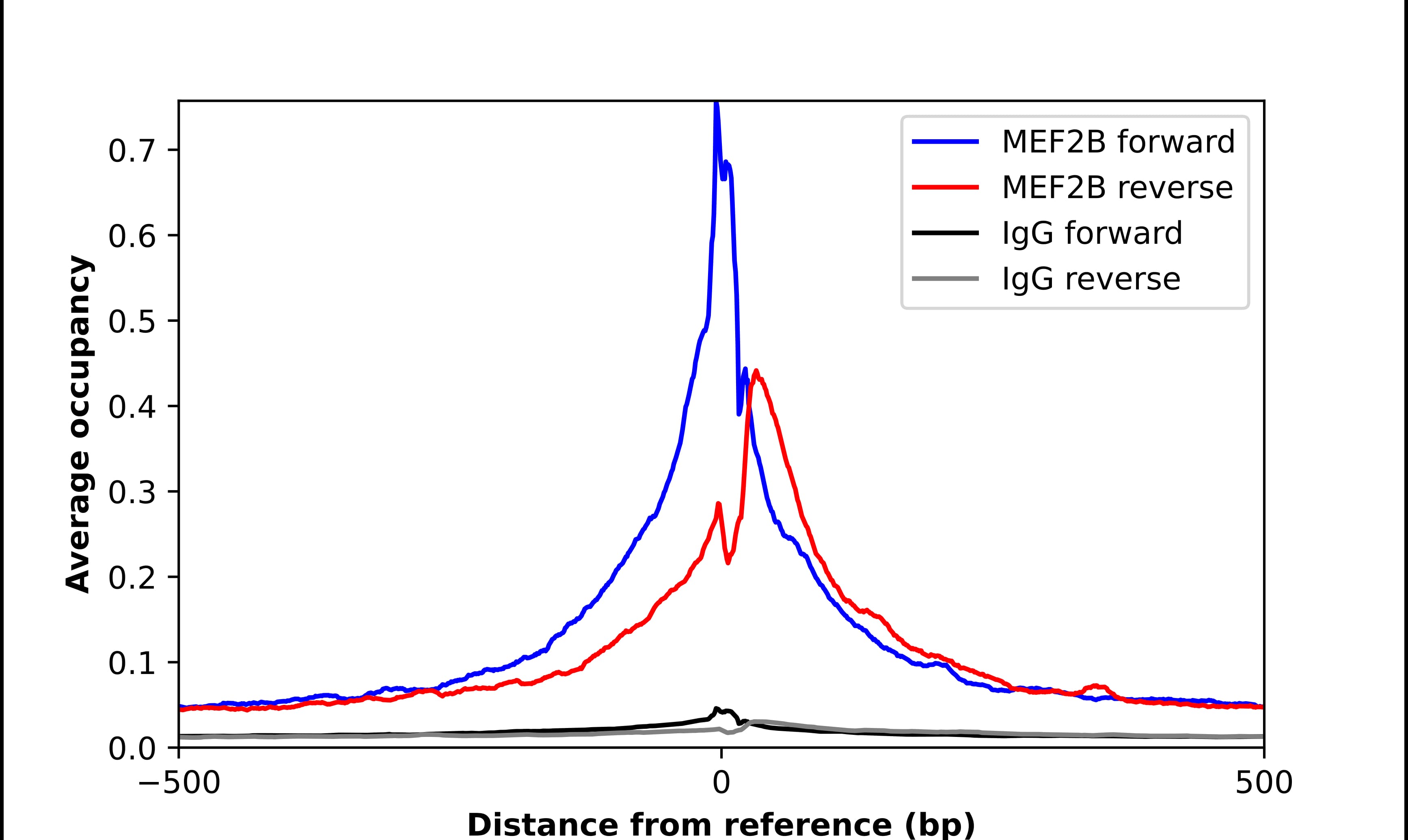 Chromatin Immunoprecipitation MEF2B Antibody - BSA Free