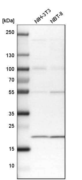 Analysis in mouse cell line NIH-3T3 and rat cell line NBT-II.
