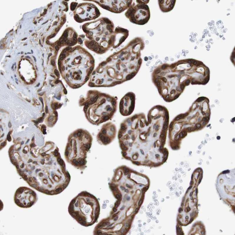 Staining of human placenta shows strong cytoplasmic positivity in trophoblastic cells.